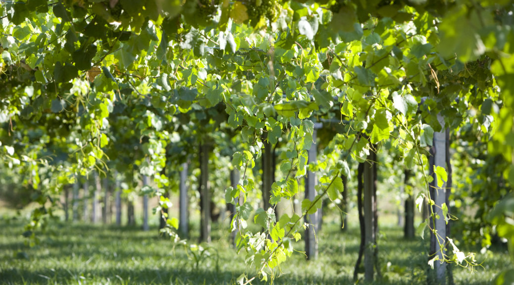 BODEGA ADEGA MARTIN CODAX PLANTACION VIEDO