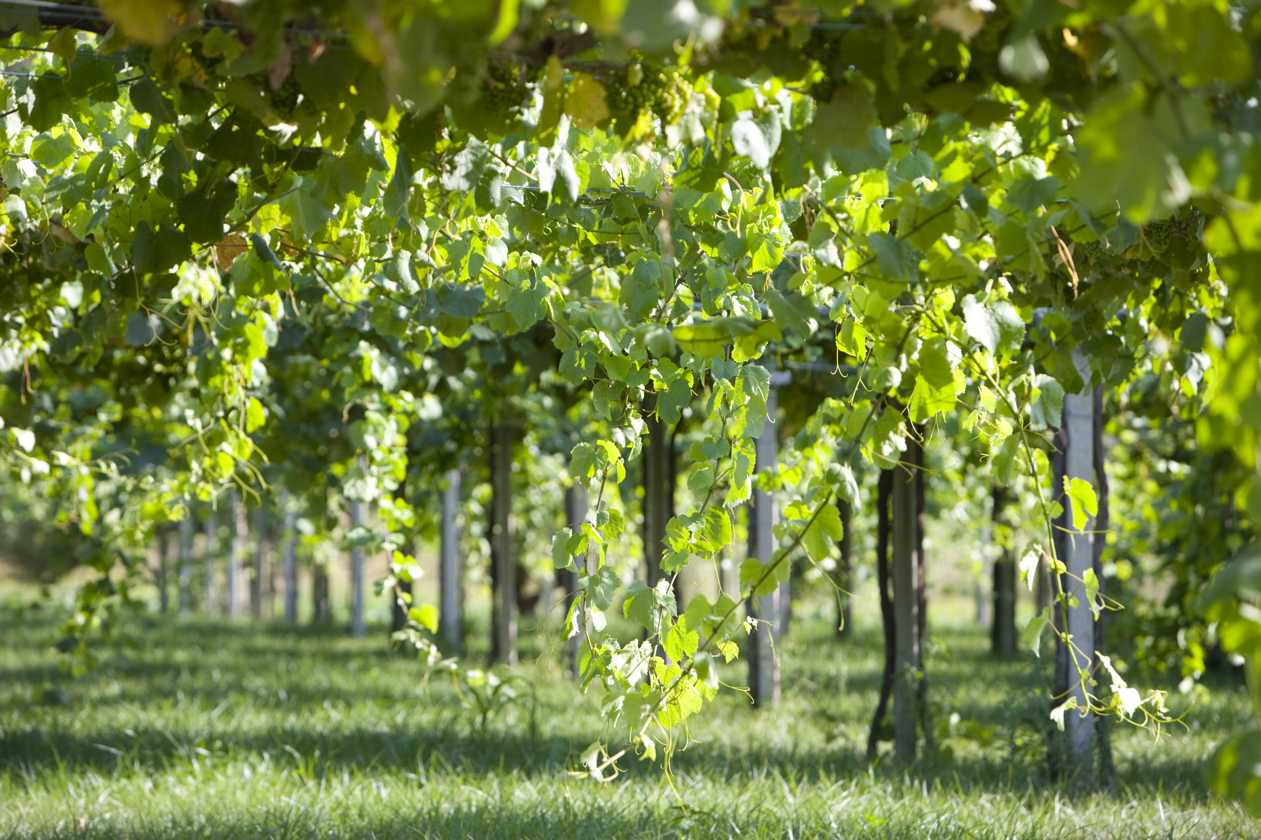 BODEGA ADEGA MARTIN CODAX PLANTACION VIEDO