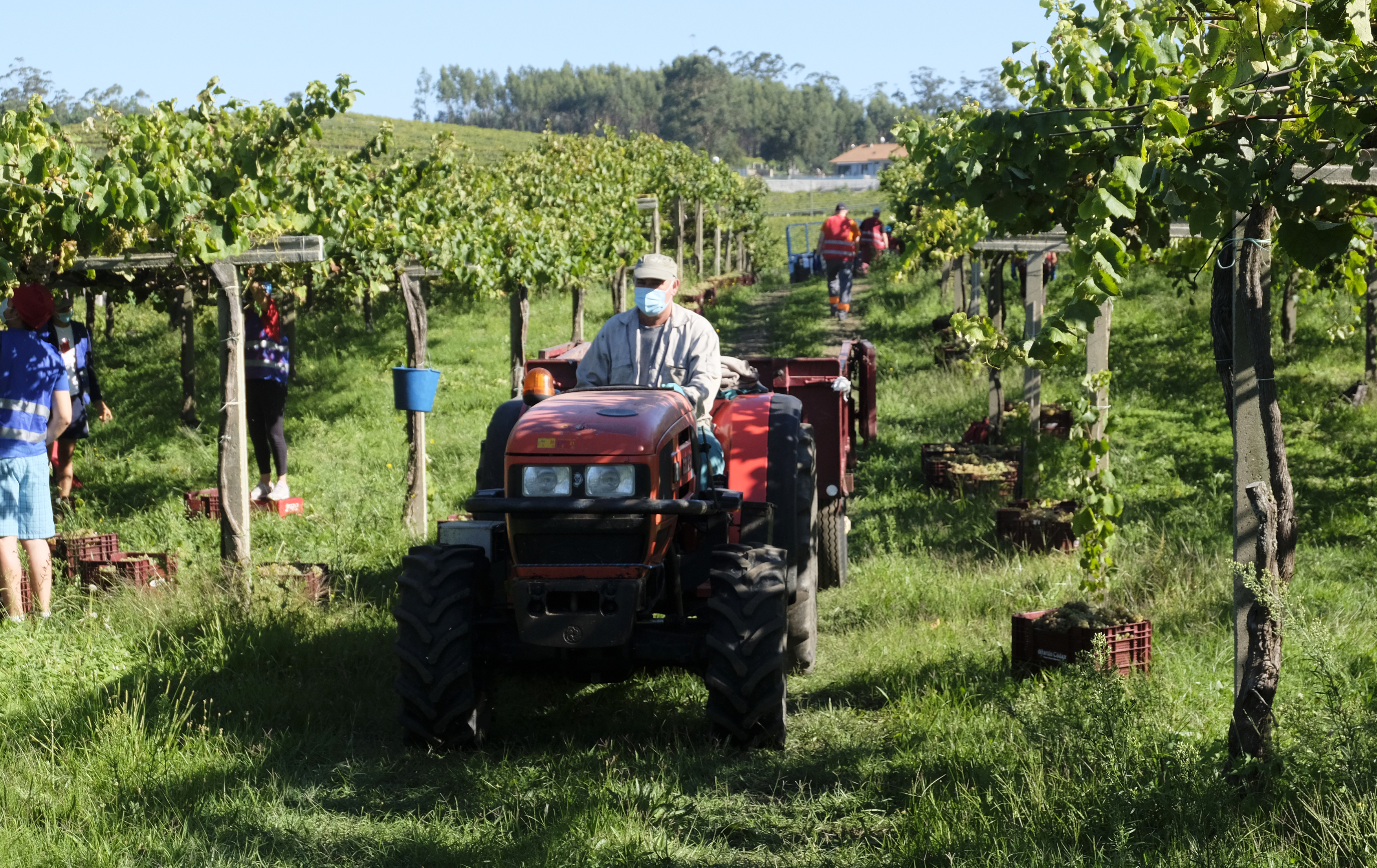 Bodegas_Martin Codax_vendimia_01