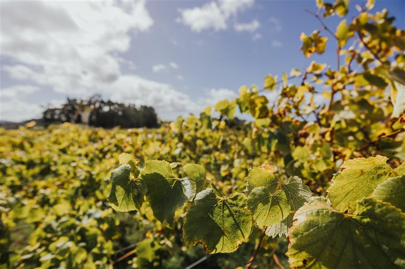 En Bodegas Martín Códax apostamos por la innovación y la sostenibilidad a través del proyecto GRAPERTE