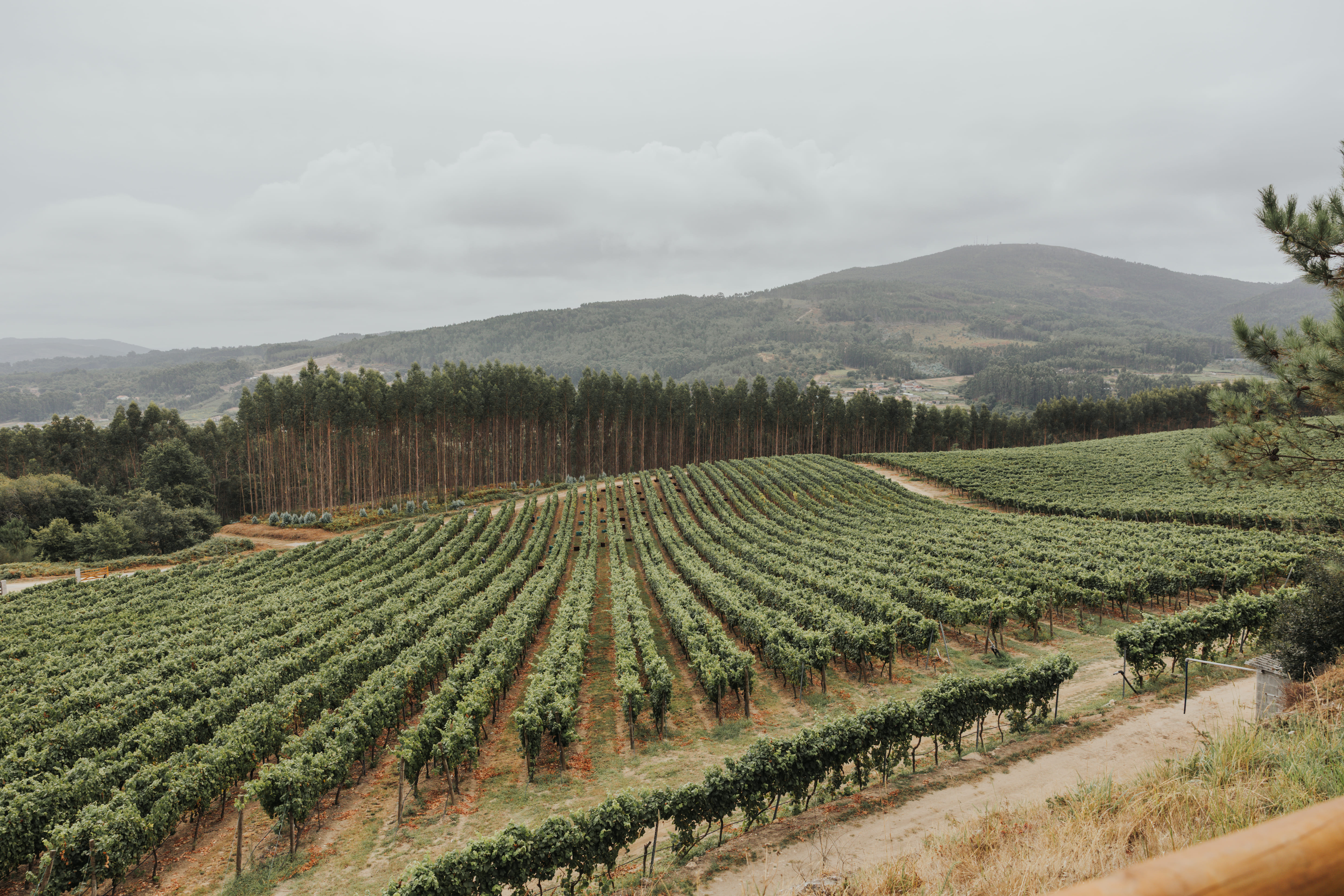 Nueva visita enoturística: descubre Pé Redondo, viñedo de investigación pionero en Galicia