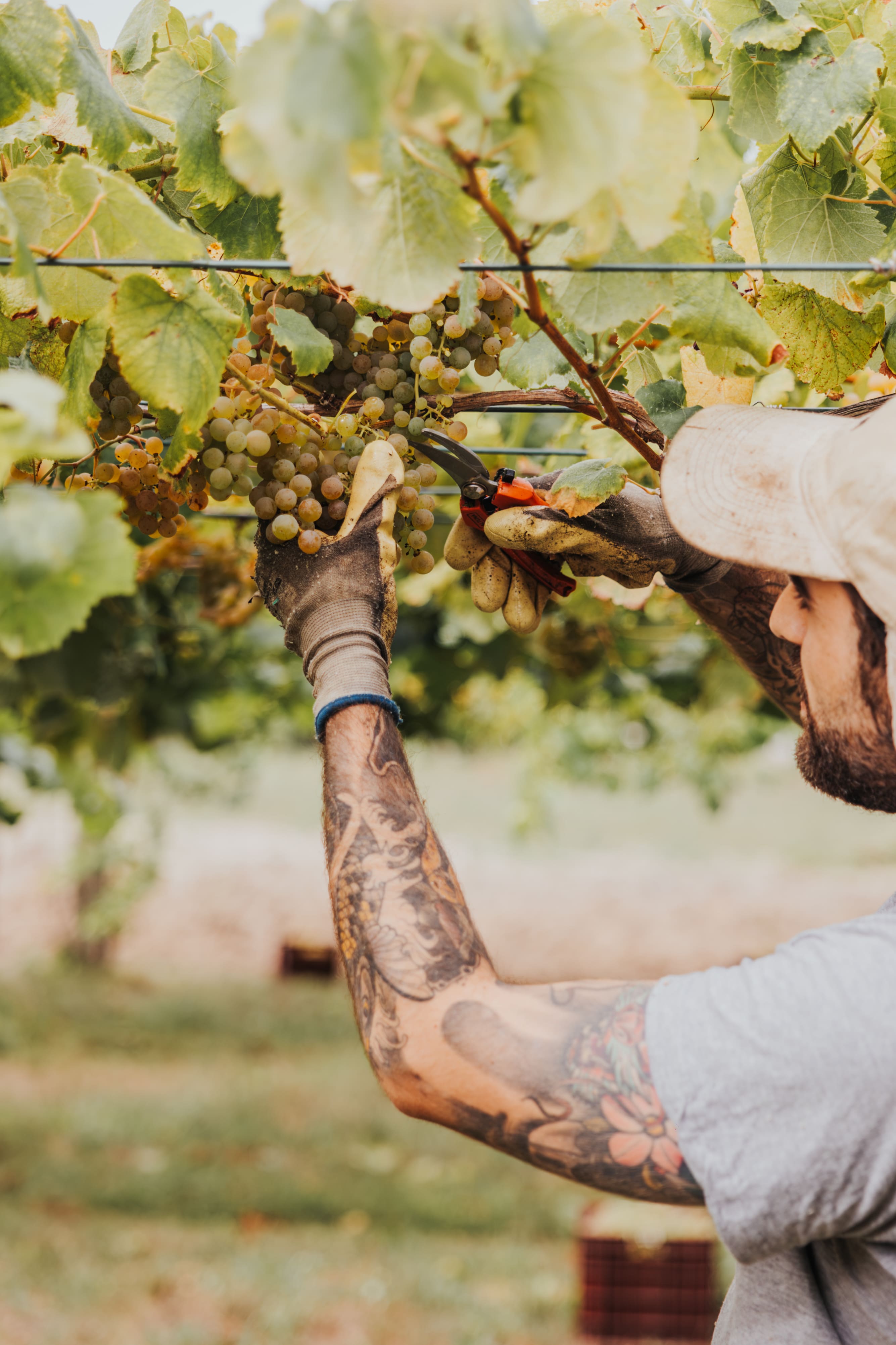 _RF00916-Mejorado-NR