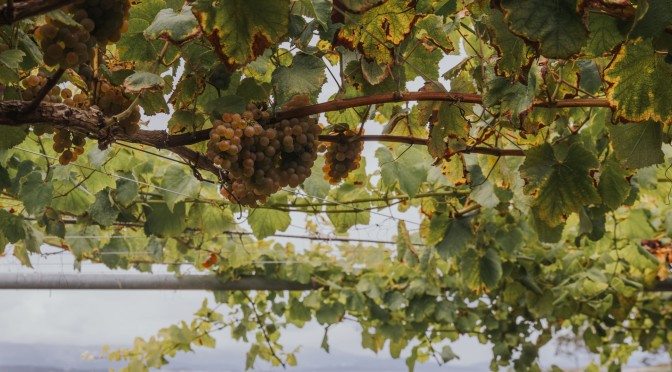 _RF09723-Mejorado-NR