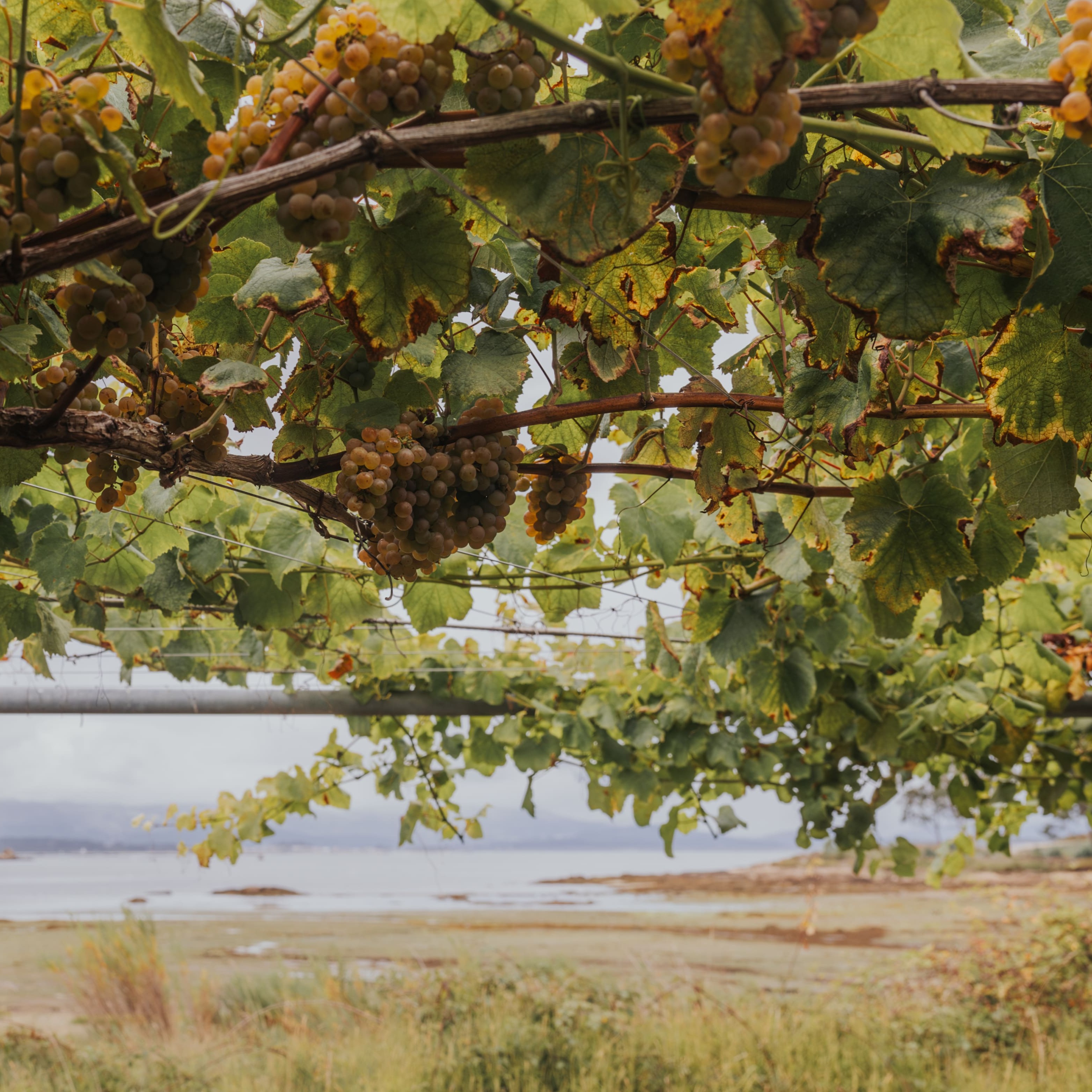 Hemos arrancado la vendimia 2025 en Bodegas Martín Códax