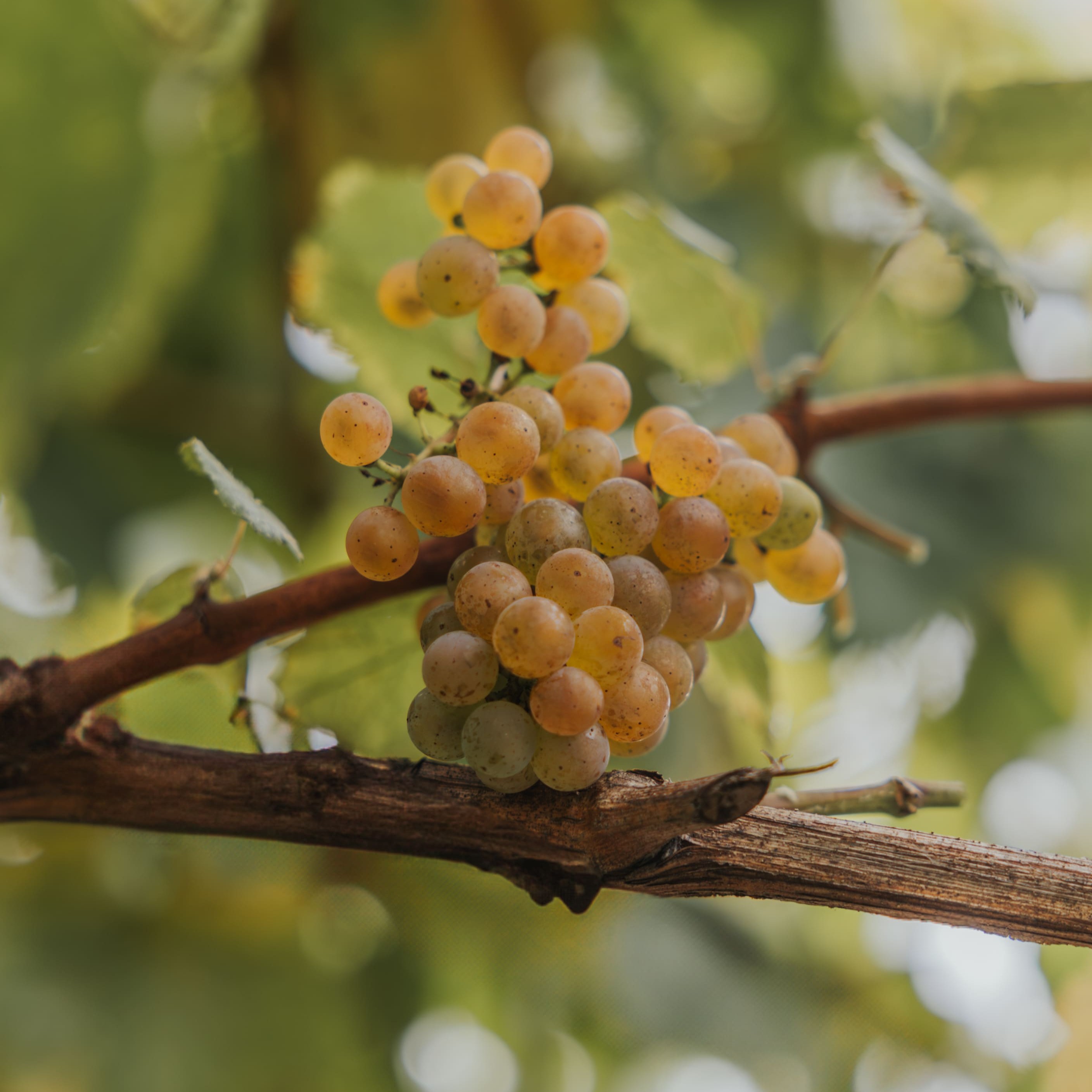 _RF09803-Mejorado-NR (1)